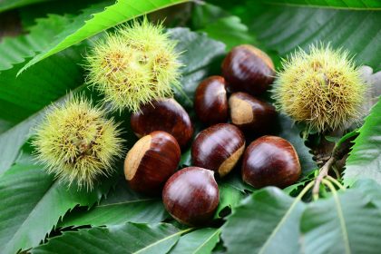 Castagne in friggitrice ad aria