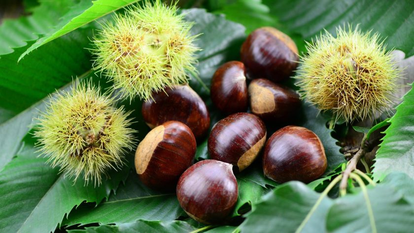 Castagne in friggitrice ad aria