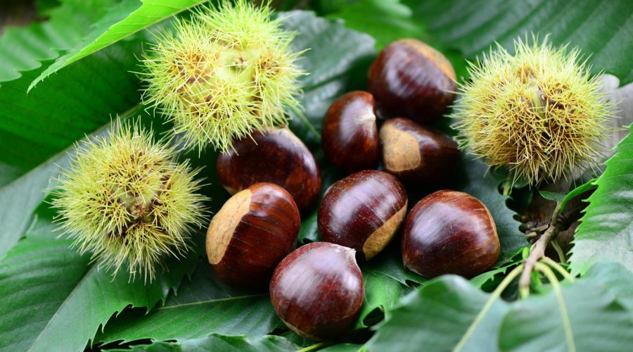 Castagne in friggitrice ad aria
