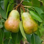 Marmellata di pere