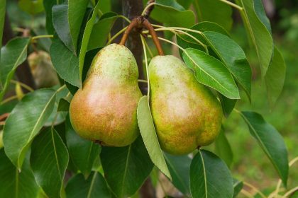 Marmellata di pere