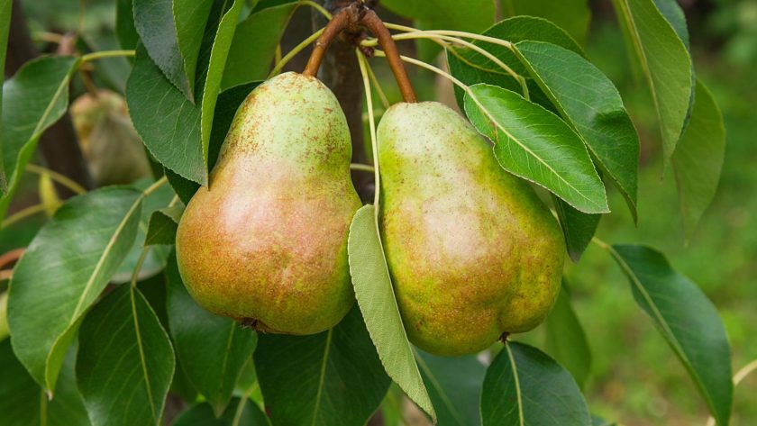 Marmellata di pere