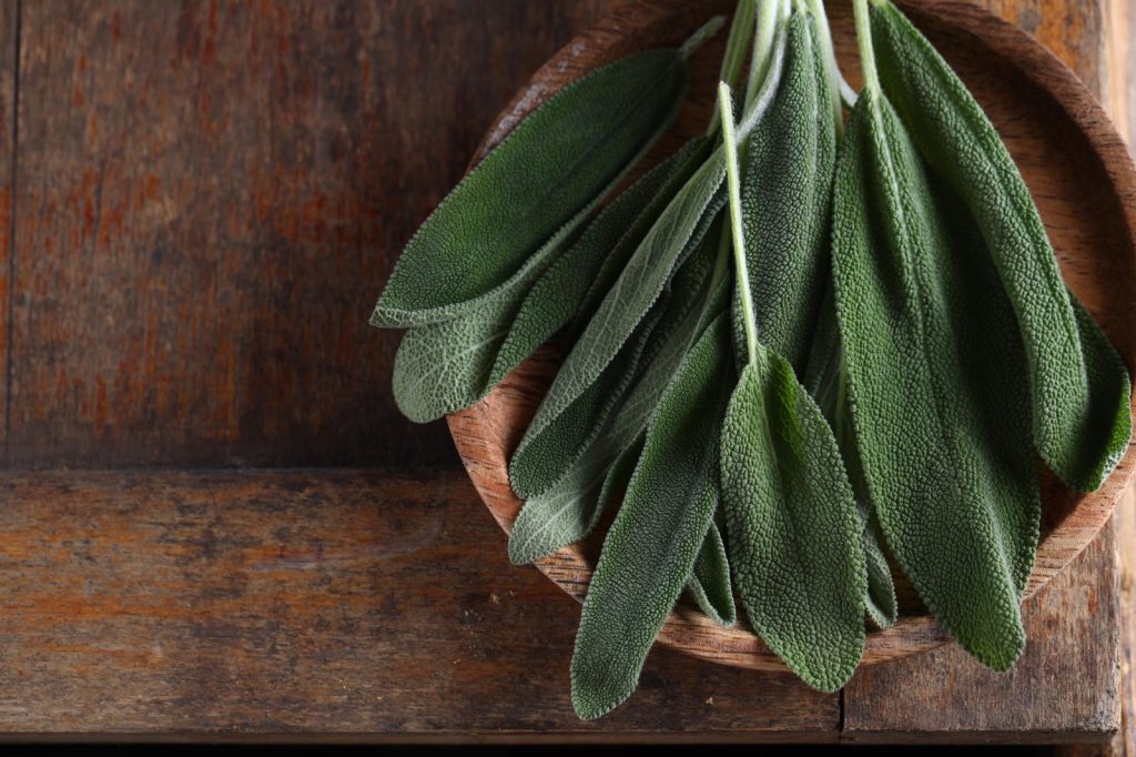 Salvia fritta