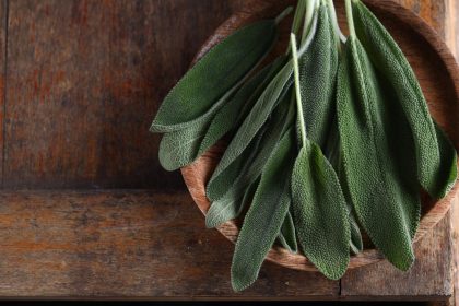Salvia fritta