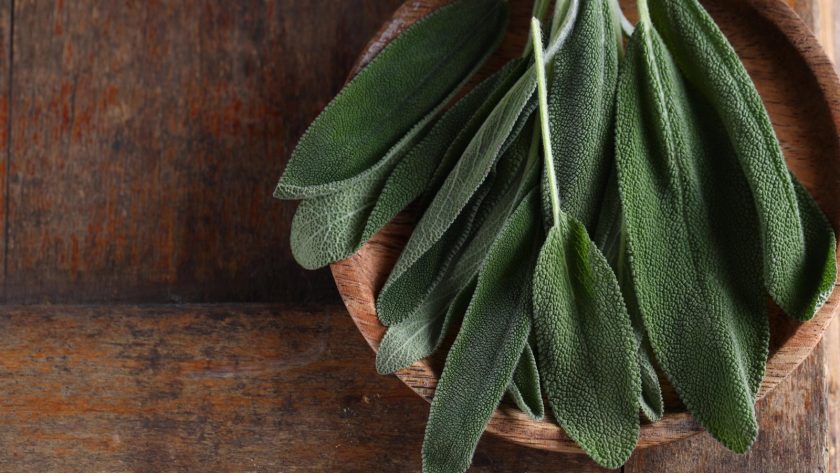 Salvia fritta