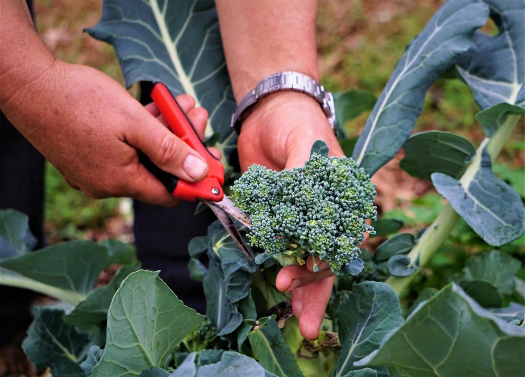 Broccoli bolliti