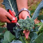 Broccoli bolliti
