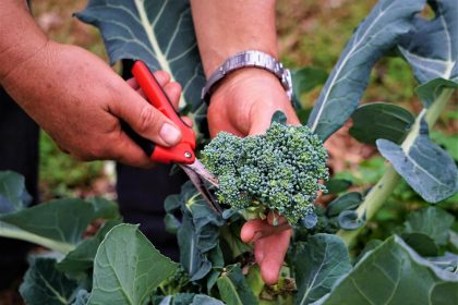 Broccoli bolliti