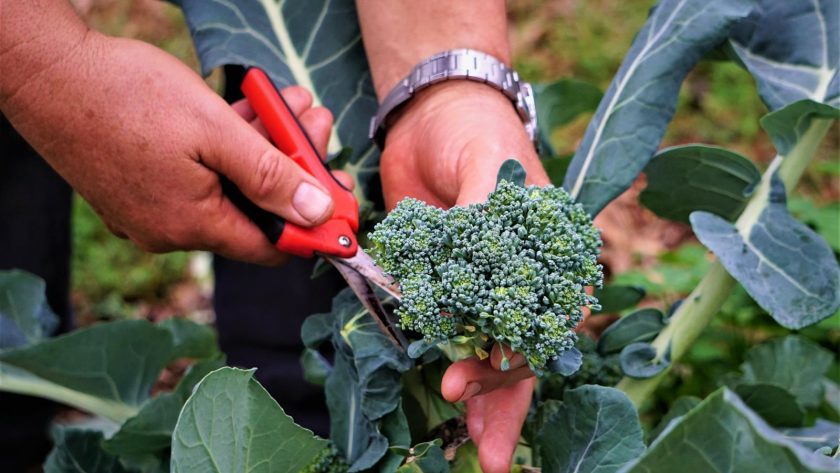 Broccoli bolliti