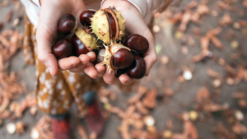 Castagne al rum