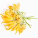 Fiori di zucca in padella