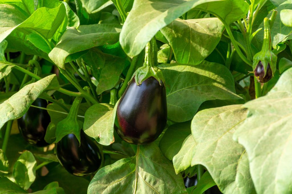 Hamburger di melanzane
