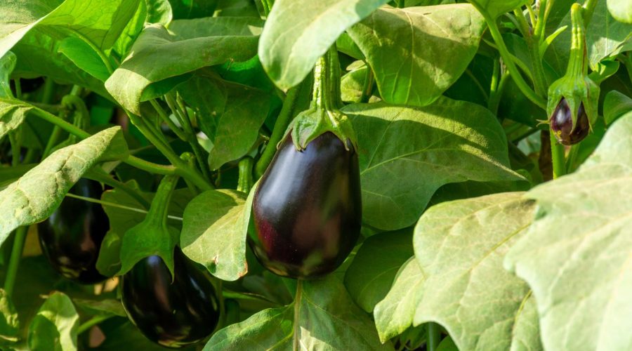 Hamburger di melanzane