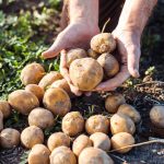 Polpettone di patate