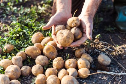 Polpettone di patate