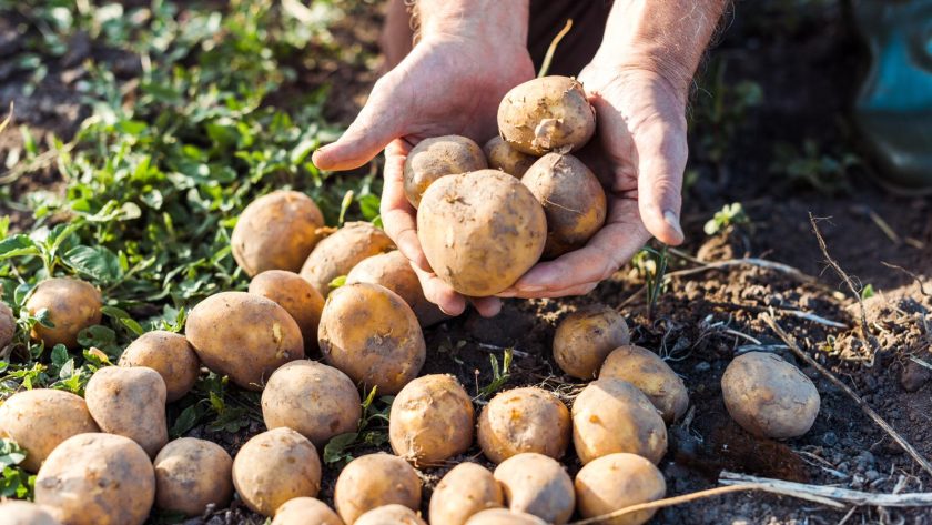 Polpettone di patate