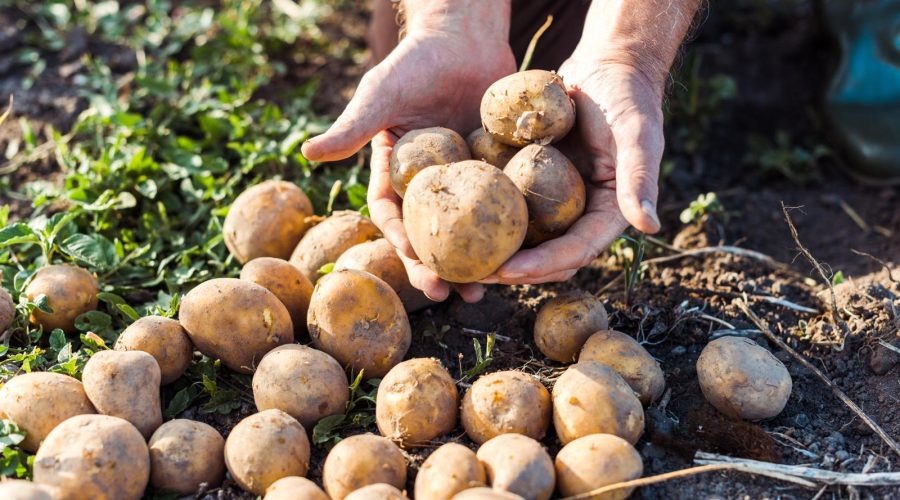 Polpettone di patate