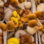 Valori nutrizionali funghi