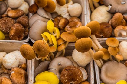 Valori nutrizionali funghi