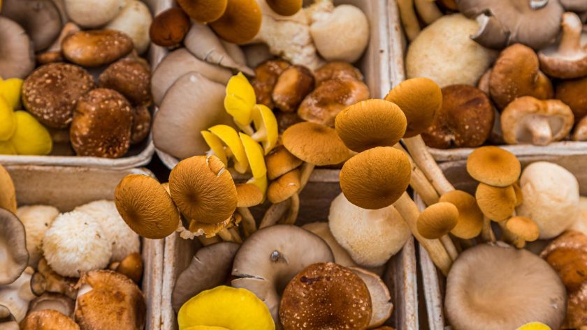 Valori nutrizionali funghi